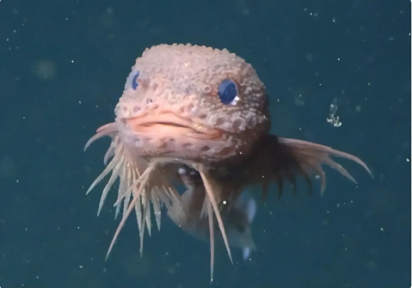 倍倍网 为什么深海动物大都长得面目狰狞？